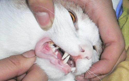 3个月大的小猫正常体重是多少