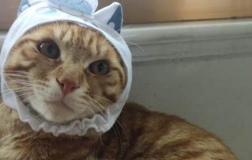 猫咪是否会被鱼刺卡住呢
