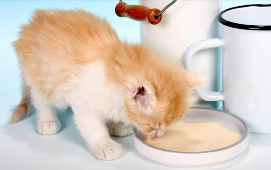 两个多月的小猫不喝水怎么办