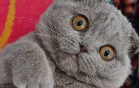 猫粮多久换一次?