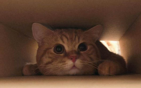 为什么猫咪能缩在小盒子里
