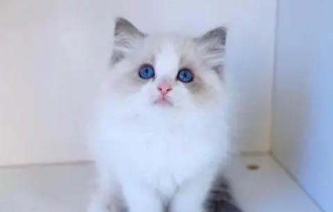 布偶猫的优缺点有哪些