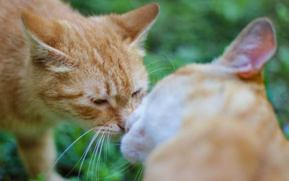 猫咪感冒了会传染给人吗