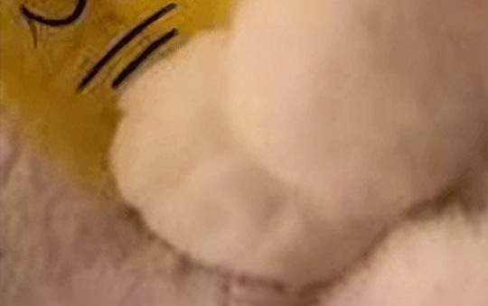 猫咪洗澡一般多久一次