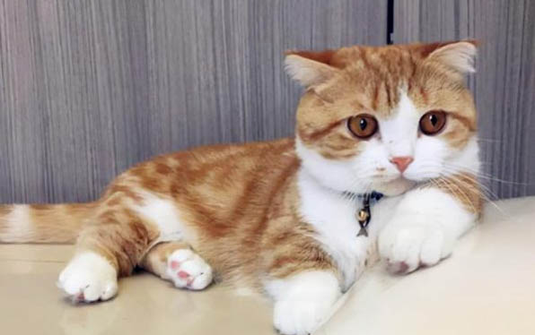猫咪为什么这么难照顾它们