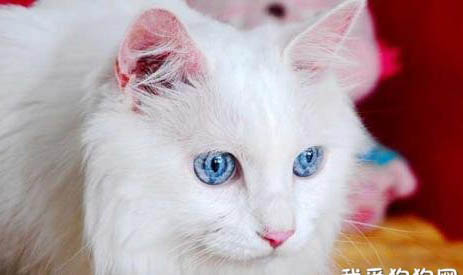 波斯猫眼睛一黄一蓝