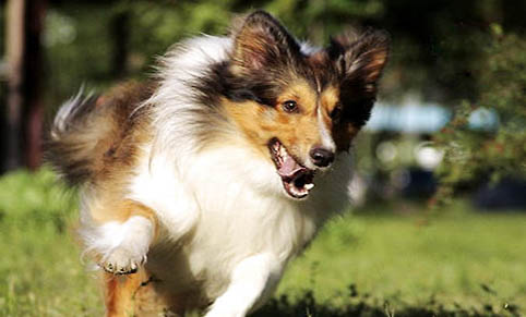 喜乐蒂牧羊犬是哪国的