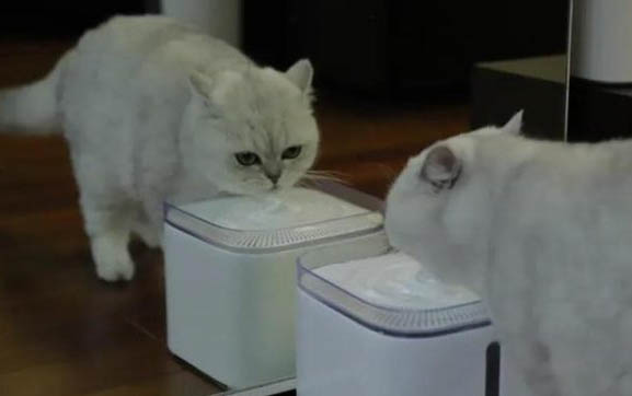 猫瘟一般是怎么引起的