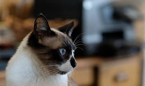 猫需要驱虫吗?