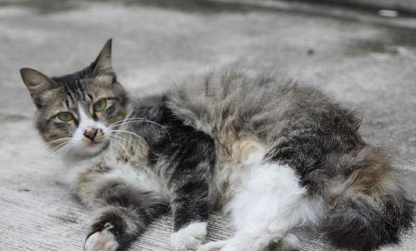 猫咪呕吐有哪些原因