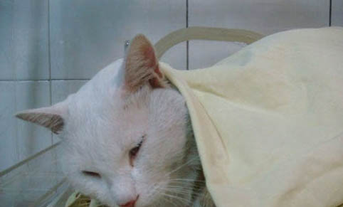 猫咪吃冻干有哪些好处和坏处