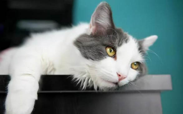 小猫中毒症状是怎么样的