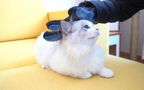 如何给猫咪剪指甲