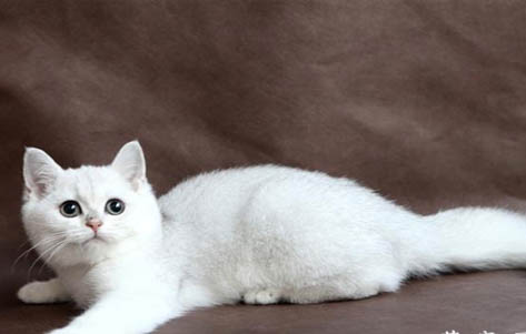 常见的银渐层猫都有哪些品种
