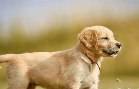 金毛犬幼犬一般多久打一次疫苗