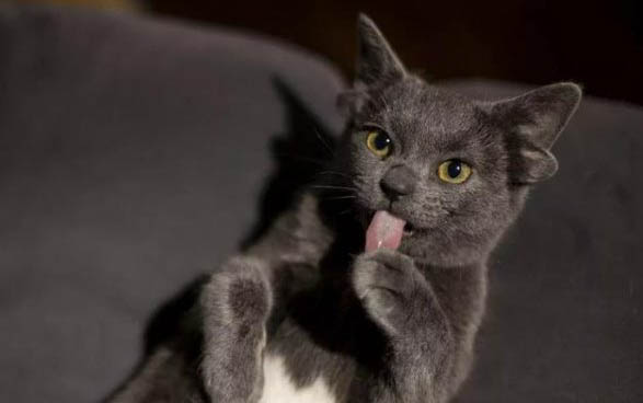 刚抱回来的猫晚上要叫几天