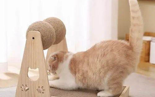 小猫咪出生多久可以送人