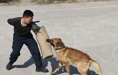 两人同养狗狗认谁主人