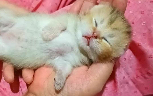 猫尿不出来有哪些原因呢？