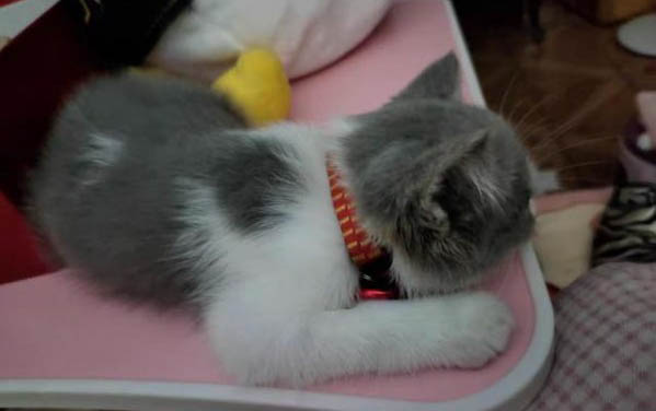 奶猫一直叫不停怎么办?