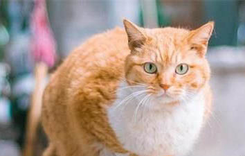 宠物猫哪里有卖