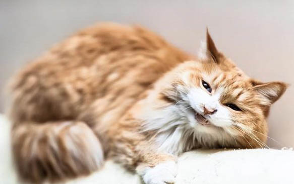 请问猫咪呕吐的原因及处理方法?