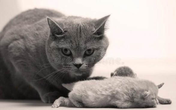 猫奶癣会传染别的猫吗