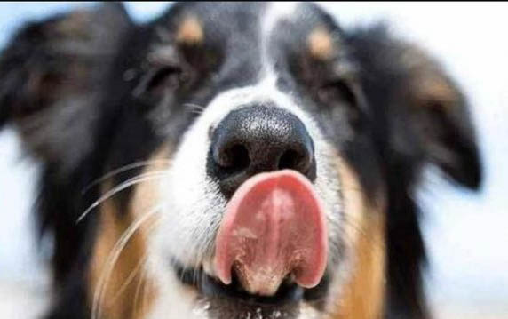 狗狗鼻子里有异物