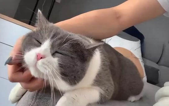 小猫口臭的原因及治疗方法