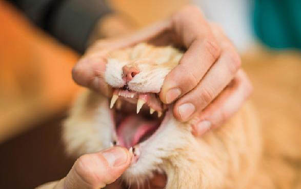 猫咪几个月下崽