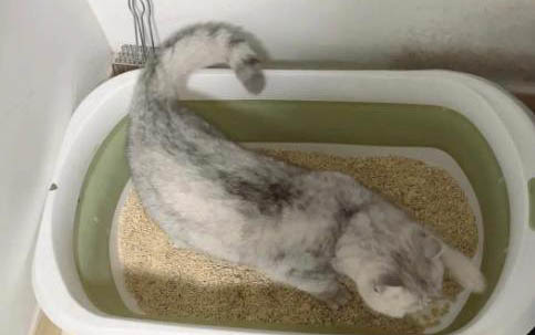 蚊香对猫咪有哪些影响