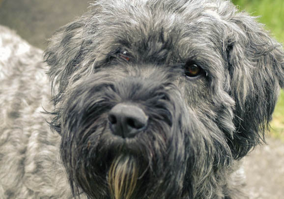 犬糖尿病多久能治愈