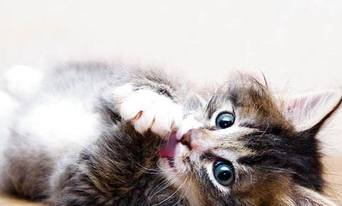 猫咪肚子掉皮的原因及处理方法