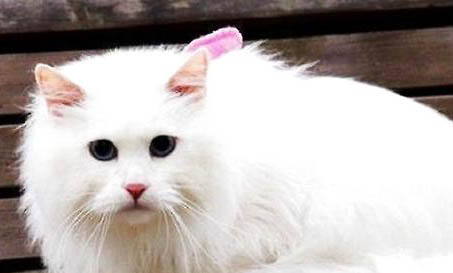 鸡胸肉猫咪可以多久吃一次