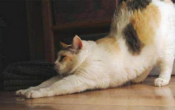 35天的小猫抱走可以养活吗