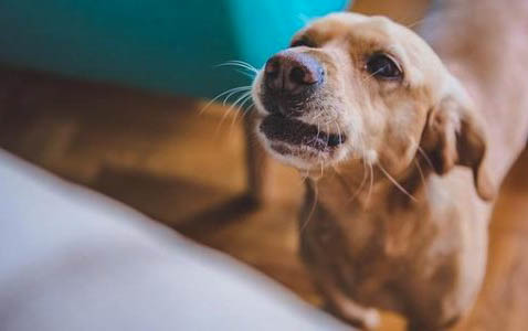 土狗幼犬的挑选口诀如何挑选胆子大