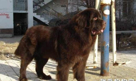 纽芬兰犬中国禁养吗？