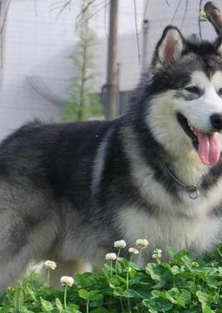 不掉毛的大型犬有哪些