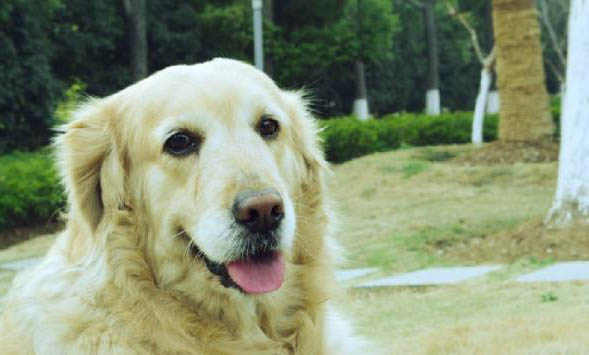 为什么金毛犬可以被选做导盲犬