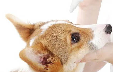 狗狗细小治疗的方法