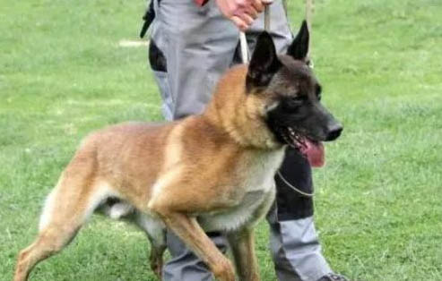 马犬和德牧哪个好