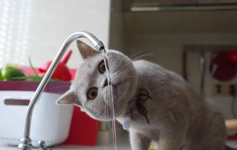 猫咪随处排泄的原因