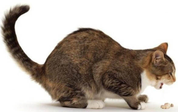 猫咪可以吃苹果吗,带皮