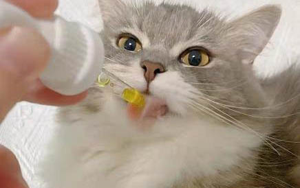 小猫流鼻涕吃什么药