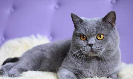 如何训练英国短毛猫