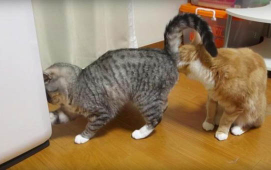 猫软便 吃益生菌拉稀了