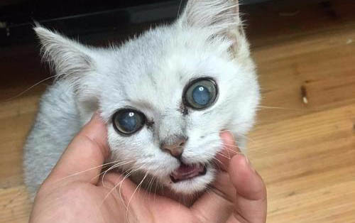 猫咪爱流眼泪是怎么回事