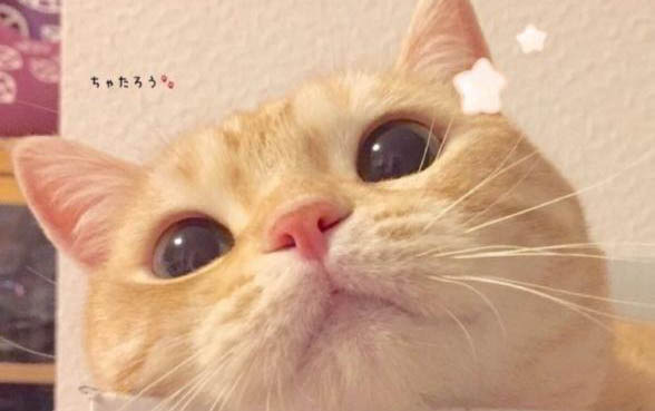 小猫的猫癣的初期症状是什么