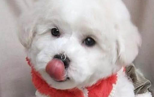 狗狗眼睛里有狗毛怎么办