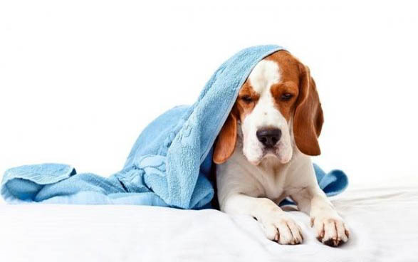 一个月的小狗感冒了总是咳嗽流鼻涕怎么办?